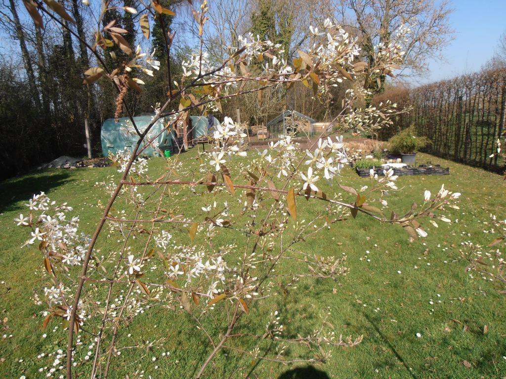 Meerstammige Amelanchier lamarckii, krentenboom, Tuin en Terras, Vaste plant, Halfschaduw, Lente, Ophalen
