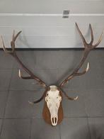 Gewei edelhert, Ophalen, Schedel