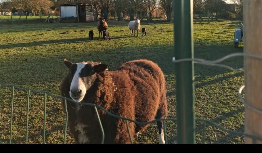 Bok te koop, Dieren en Toebehoren, Schapen, Geiten en Varkens