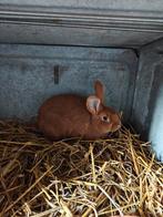 Lapins fauve de Bourgogne à vendre, Vrouwelijk