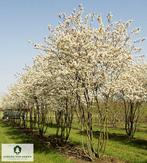 Meerstammige Amelanchier/krentenboom 300/350, Tuin en Terras, Ophalen, Lente, 250 tot 400 cm