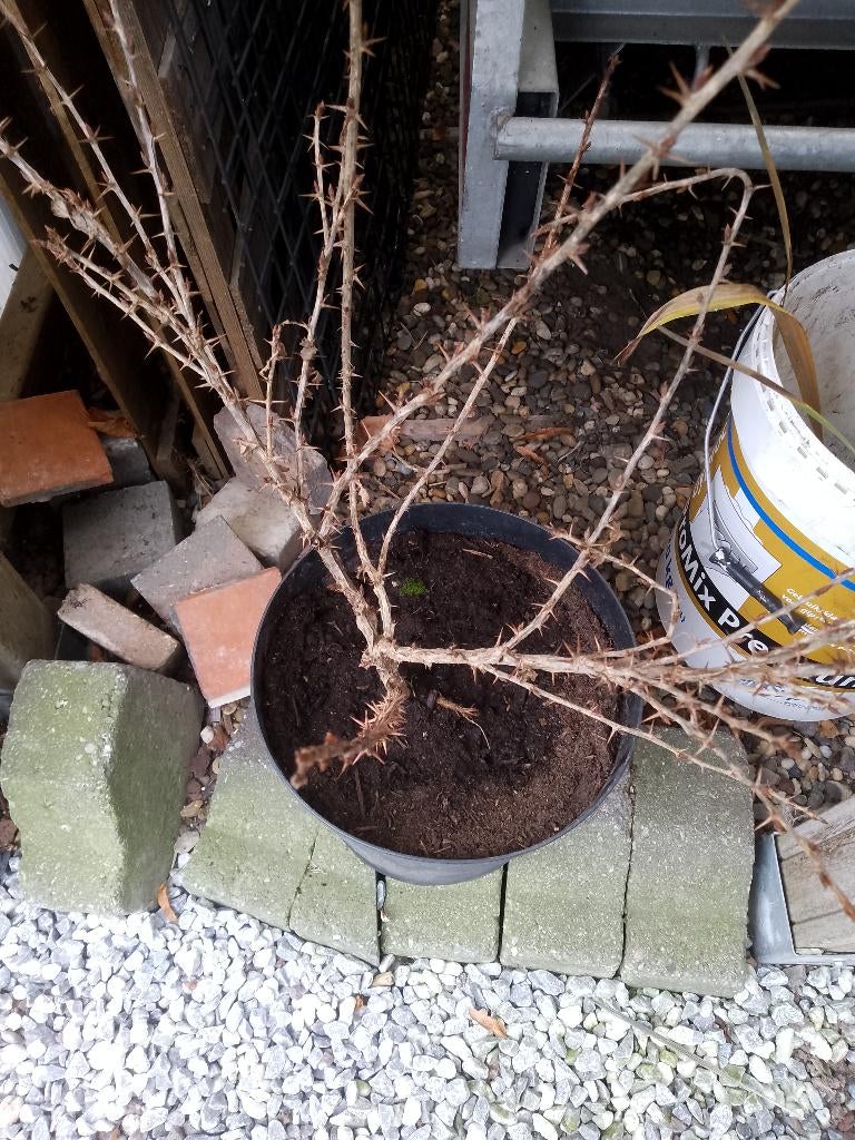 stekelbes, Ophalen, In pot