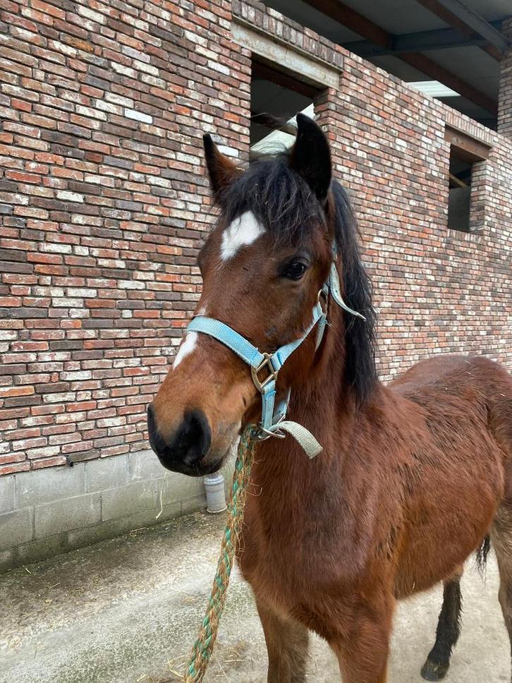Jaarling merrie, Dieren en Toebehoren, Pony's, Merrie, Onbeleerd, D pony (1.37m tot 1.48m), 0 tot 2 jaar