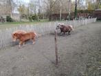 Mini pony, Dieren en Toebehoren