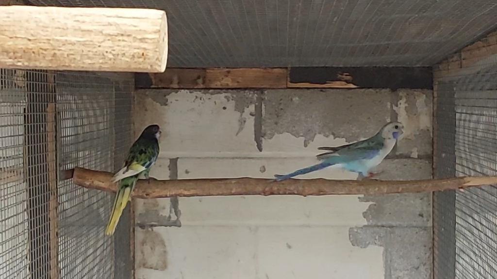 Kwman blauwpastel/ zwart rosella 23, Dieren en Toebehoren, Vogels | Parkieten en Papegaaien, Mannelijk, Parkiet, Geringd