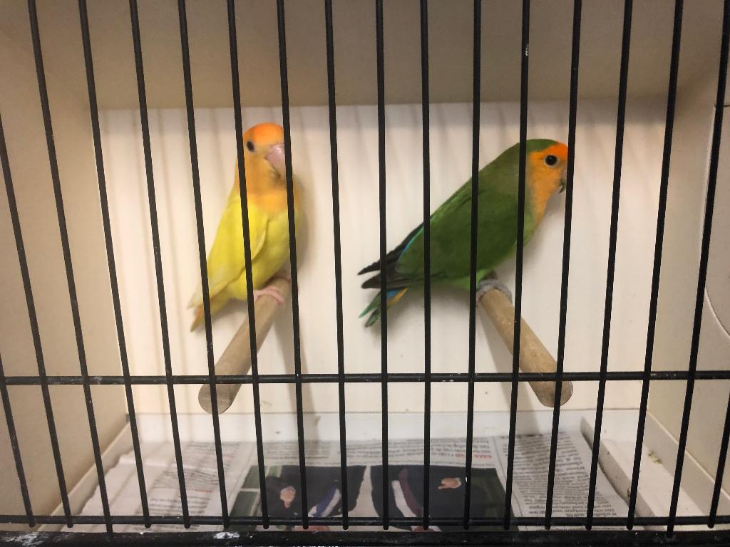 Roseicollis, Dieren en Toebehoren, Vogels | Parkieten en Papegaaien, Meerdere dieren, Dwergpapegaai of Agapornis, Geringd