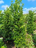 Prunus Rothundifolia (ceinture), Jardin & Terrasse, Enlèvement