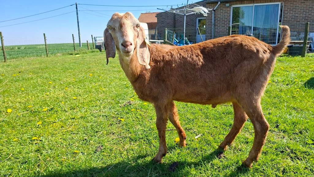Brave Nubische bok te koop, Dieren en Toebehoren, Mannelijk, Geit, 0 tot 2 jaar