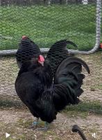 Antwerpse baardkriel-zwart (1haan + 3 hennen), Dieren en Toebehoren, Pluimvee