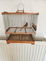 Métiss de chardo Jaspe, Mâle, Bagué