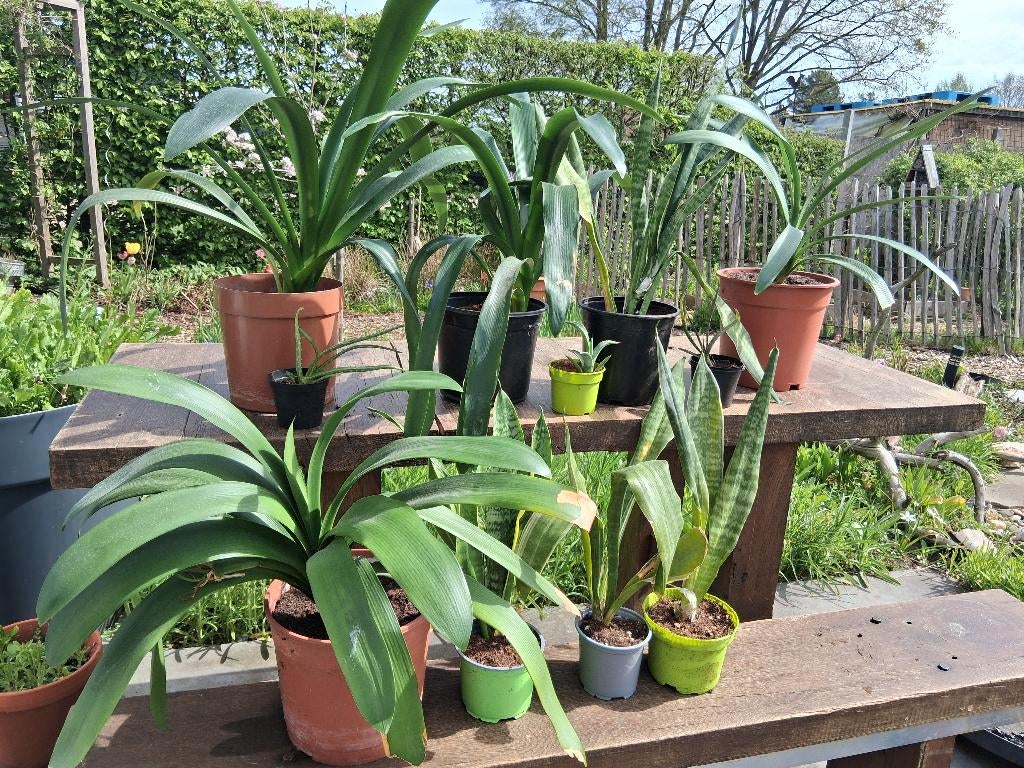 Kamerplanten, Ophalen