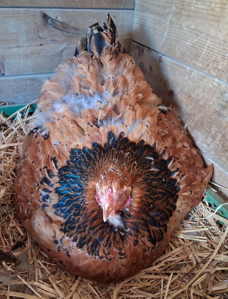 3 brahma hennen, Dieren en Toebehoren, Pluimvee
