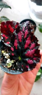 Begonia stek, Huis en Inrichting, Kamerplanten, Ophalen