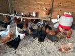 Leg - en sierkippen ruime keuze, Dieren en Toebehoren, Pluimvee