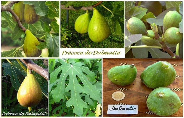 VIJGENBOOMPJES PRECOCE DE DALMATIË, +/- 1,5 meter, 18€/stuk, Tuin en Terras, Planten | Tuinplanten, Vaste plant, Fruitplanten