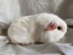 Wit donkeroog uit zuivere crèmelijn, Dieren en Toebehoren, Knaagdieren, Januari, Mannelijk, Cavia