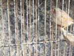 Zebravinken  2 jongen 2025 10 euro