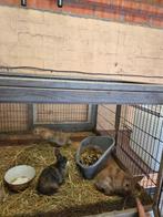 3 dwergkonijntjes te koop, Dieren en Toebehoren, Konijnen, Geslacht onbekend, Dwerg, 0 tot 2 jaar