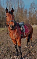 Verzorgpaard aangeboden, Animaux & Accessoires, Chevaux, Hongre, Vermifugé, 3 à 6 ans