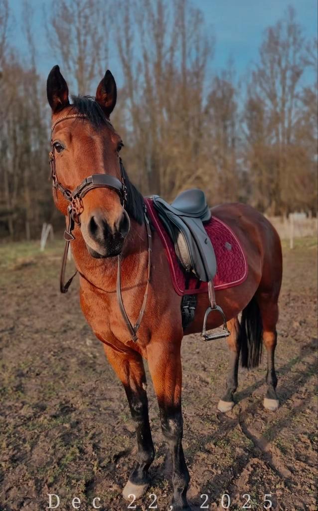 Verzorgpaard aangeboden, Animaux & Accessoires, Chevaux, Hongre, 3 à 6 ans, Avec puce électronique, Vermifugé, Vacciné