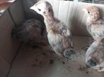 Kalkoen kuikens, Dieren en Toebehoren, Pluimvee, Kalkoen