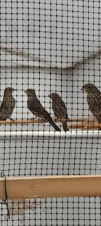 Roodmussen, Dieren en Toebehoren