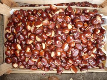 tuinkastanjes beschikbaar voor biedingen
