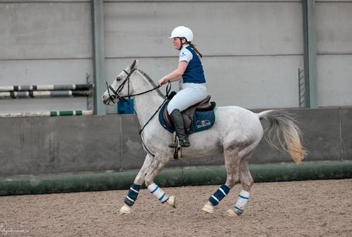 Te koop frivole de sky, Animaux & Accessoires, Poneys, Hongre, Poney D (1.37 m à 1.48m), Poney de récréation, 7 à 10 ans