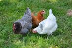 Pluimvee te 1760 Roosdaal VANDAAG open van 9 tot 20 u, Dieren en Toebehoren, Vrouwelijk, Kip