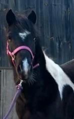 Super lieve pony, Dieren en Toebehoren