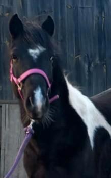 Super lieve pony, Dieren en Toebehoren, Paarden