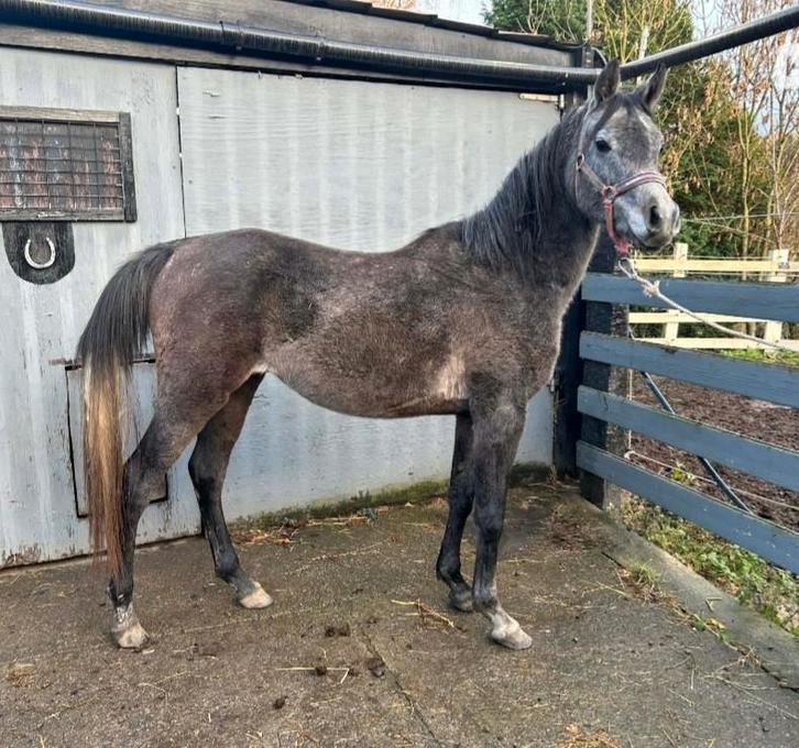 Etalon arabe, Animaux & Accessoires, Chevaux