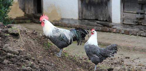 zilverbrakel kippen, zowel hennen als hanen, Dieren en Toebehoren, Pluimvee, Kip, Meerdere dieren