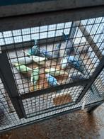 Grasparkieten, Dieren en Toebehoren, Meerdere dieren, Parkiet, Geringd