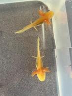 Jonge golden albino axolotls, Dieren en Toebehoren, Overige typen, Zoetwatervis