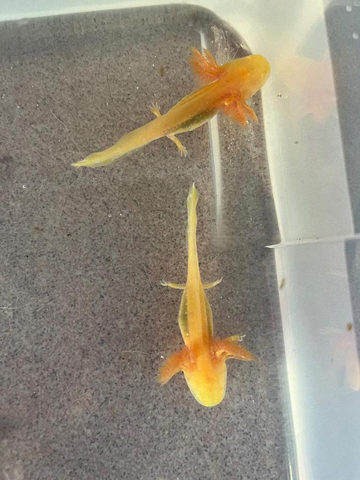 Jonge golden albino axolotls, Dieren en Toebehoren, Vissen | Aquariumvissen, Zoetwatervis, Overige typen