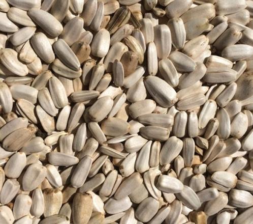 Witte zonnebloempitten 1kg ( NIEUWE OPENINGSTIJDEN ), Dieren en Toebehoren, Vogels | Toebehoren, Nieuw, Ophalen of Verzenden