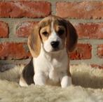 Beagle pups, Dieren en Toebehoren, Honden | Beagles, Bassets en Lopende honden, België, Beagle, CDV (hondenziekte), 8 tot 15 weken