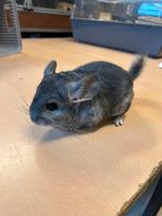 Chinchilla bokje, Dieren en Toebehoren, Knaagdieren, September, Mannelijk, Chinchilla