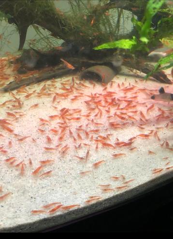 Vuurgarnalen - vuurgarnaal - Sherry shrimp, Dieren en Toebehoren, Kreeft, Krab of Garnaal, Zoetwatervis, Schoolvis
