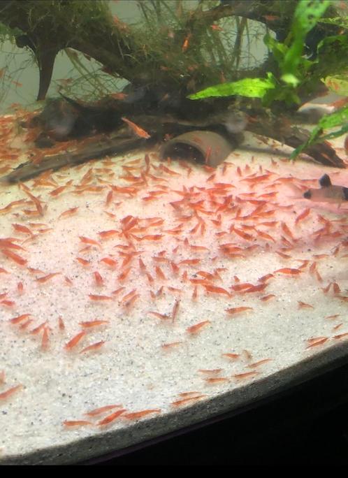 Vuurgarnalen - vuurgarnaal - Sherry shrimp, Dieren en Toebehoren, Vissen | Aquariumvissen, Zoetwatervis, Kreeft, Krab of Garnaal