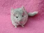 Beige bpd sd bokje, Dieren en Toebehoren, Chinchilla, Mannelijk, November, Tam