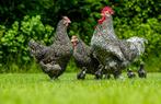 dag kuikens mechelse koekoek VETHAANTJES voor 9 september, Dieren en Toebehoren, Mannelijk, Kip