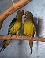 Couple conure couronnée