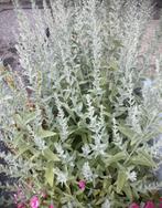 Artemisia  ludoviciana Silver Queen, Tuin en Terras, Ophalen