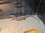0.1 varanus acanthurus red ackie, Dieren en Toebehoren, Reptielen en Amfibieën, Hagedis