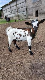Geitjes te koop, Dieren en Toebehoren, Geit