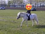 B Pony, Dieren en Toebehoren, Merrie, B, Gechipt, Springpony