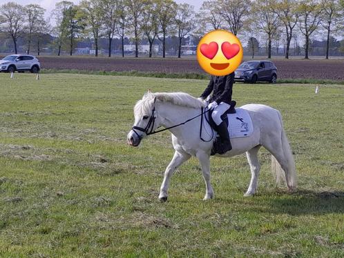 B Pony, Dieren en Toebehoren, Pony's, Merrie, B, B pony (1.17m tot 1.27m), Springpony, 11 jaar of ouder, Met stamboom, Gechipt