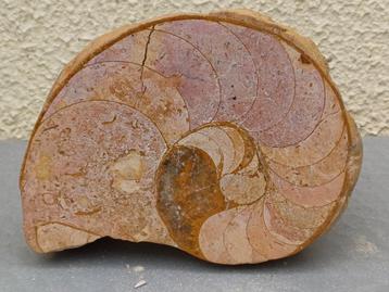 Ammonite tranchée - Nautilus, Enlèvement ou Envoi, Fossile